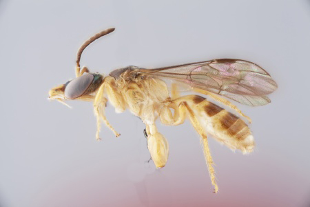 [Chlerogelloides femoralis male (lateral/side view) thumbnail]